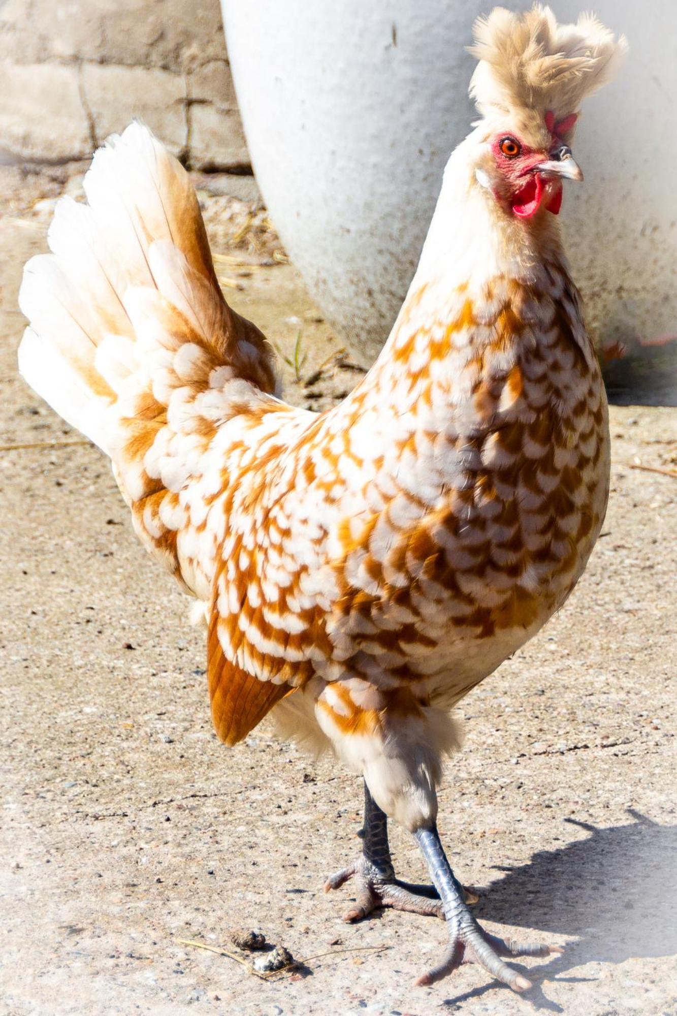 Meislahnhof Fehmarn Dış mekan fotoğraf
